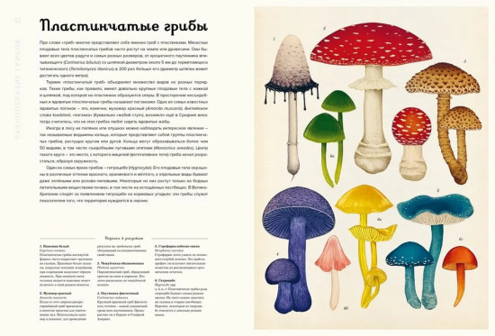 Энциклопедия про грибы. Грибариум