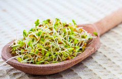 Зерна Овса голозерного для проращивания - Фото 2