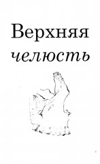 Атлас изображений анатомических особенностей зуба человека - Фото 4