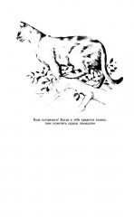 Домашний ветеринарный справочник для владельцев кошек - Фото 6