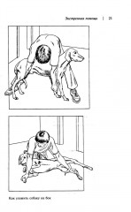 Домашний ветеринарный справочник для владельцев собак - Фото 9