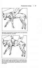 Домашний ветеринарный справочник для владельцев собак - Фото 11