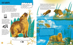 Вот так капибара. Необыкновенные грызуны и их родственники - Фото 2