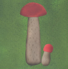 Комплект из 2 книг: «Где твой гриб?», «Где твой цветок?» - Фото 10