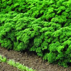 Семена петрушки кудрявой «Мооскраузе» - Фото 1